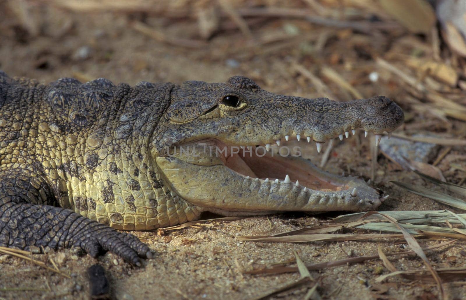 a Indian Crocodile at the Mysore Zoo in the city of Mysore in the Province of Karnataka in India.  India, Mysore, March, 1998