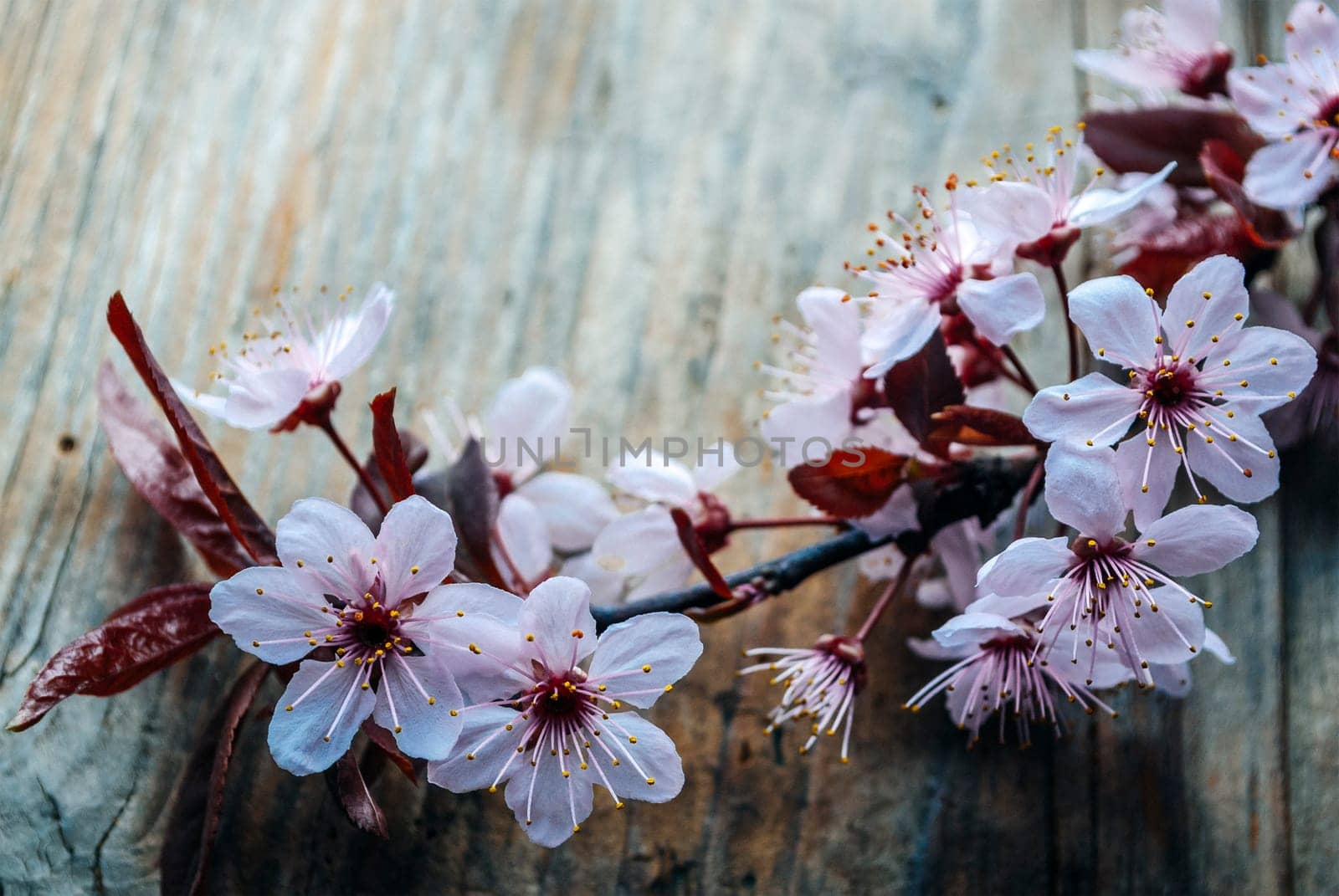 Beautiful cherry blossom branch on vintage wooden table. Closeup spring flower in bloom on rustic background. Easter and springtime still life. Art floral frame design.