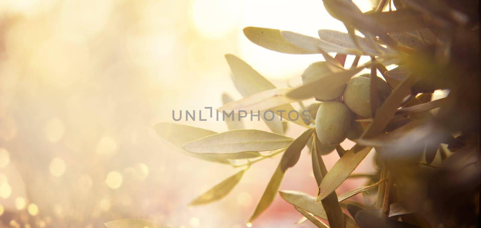 Closeup of olive fruit on tree branch. Olive garden and sunlight background design. Mediterranean old olive trees growing.