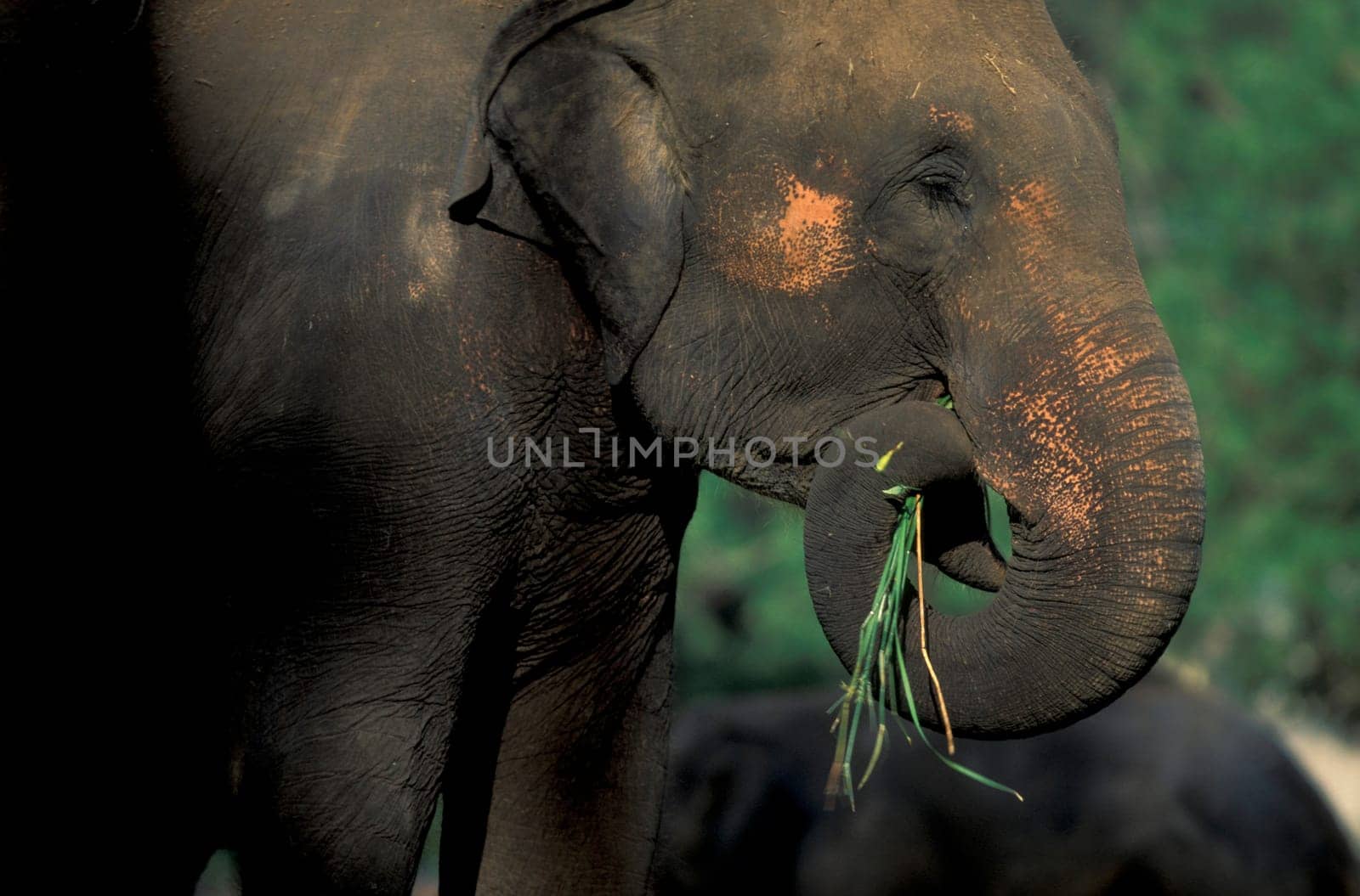 a Indian Elephant at the Mysore Zoo in the city of Mysore in the Province of Karnataka in India.  India, Mysore, March, 1998