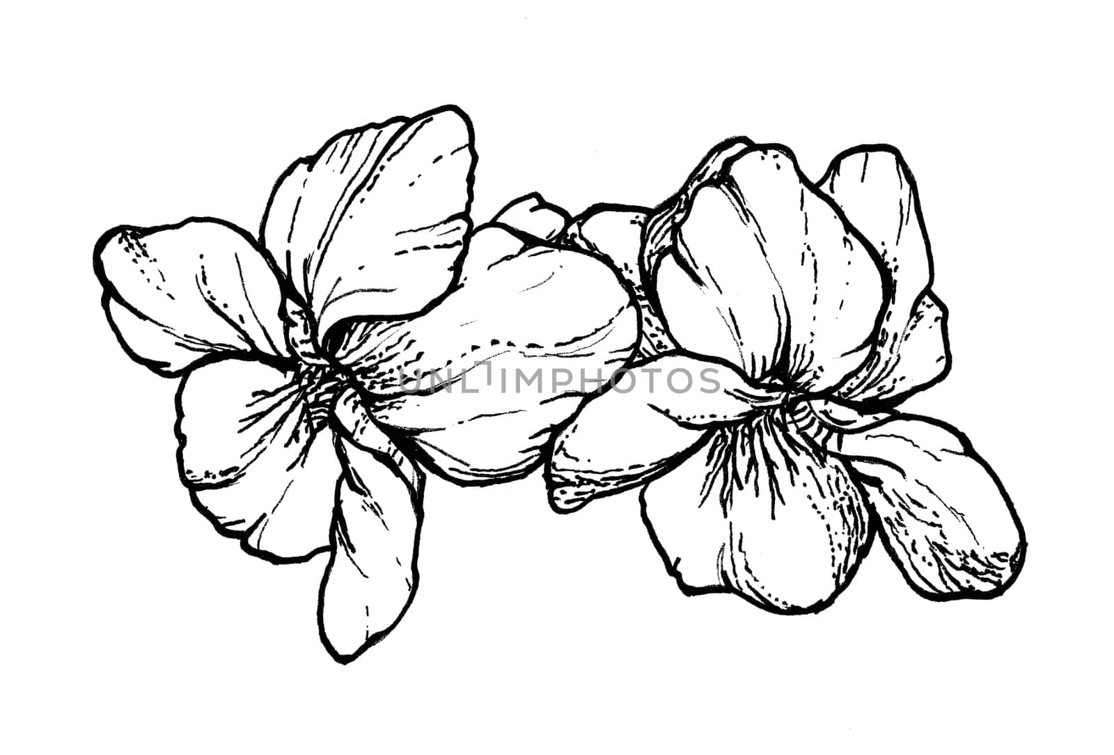 Spring flowers drawing with line art on white