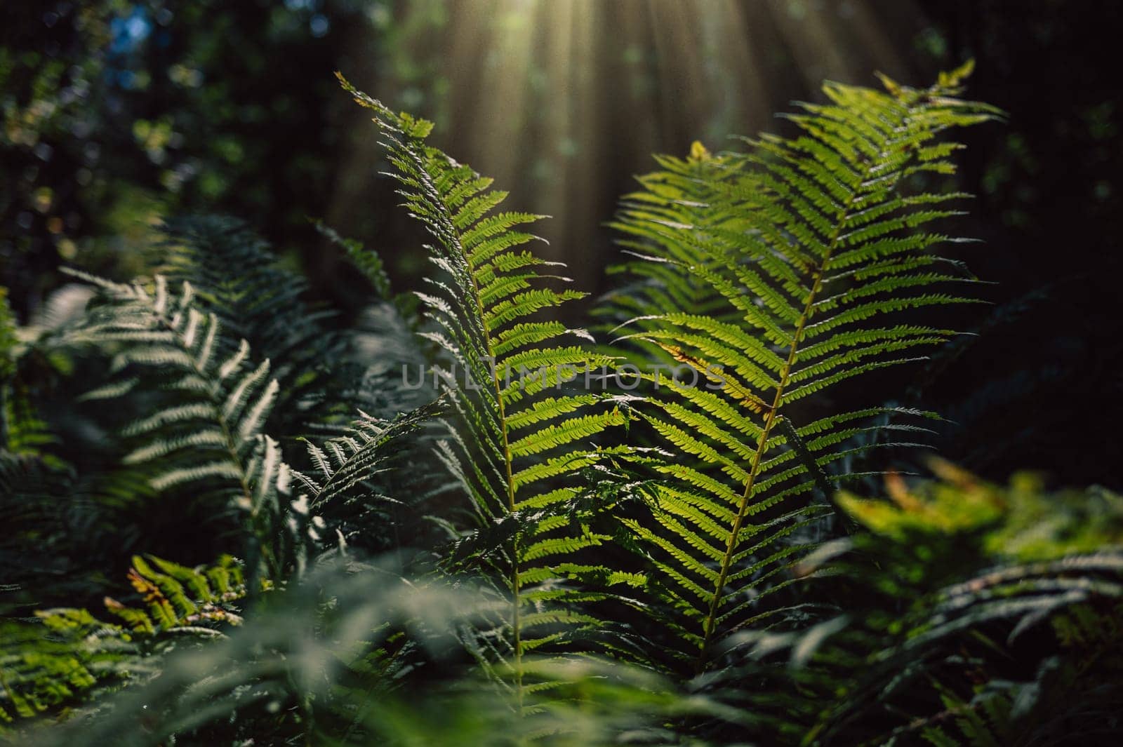 Natural green fern wallpaper in summer forest