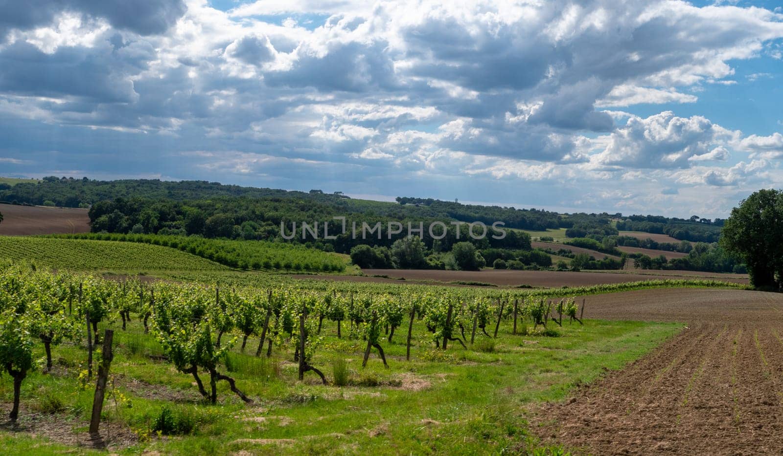 the vineyards and landscape in France
