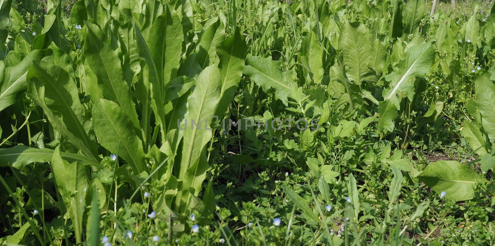common chicory salad plant scientific name Cichorium intybus