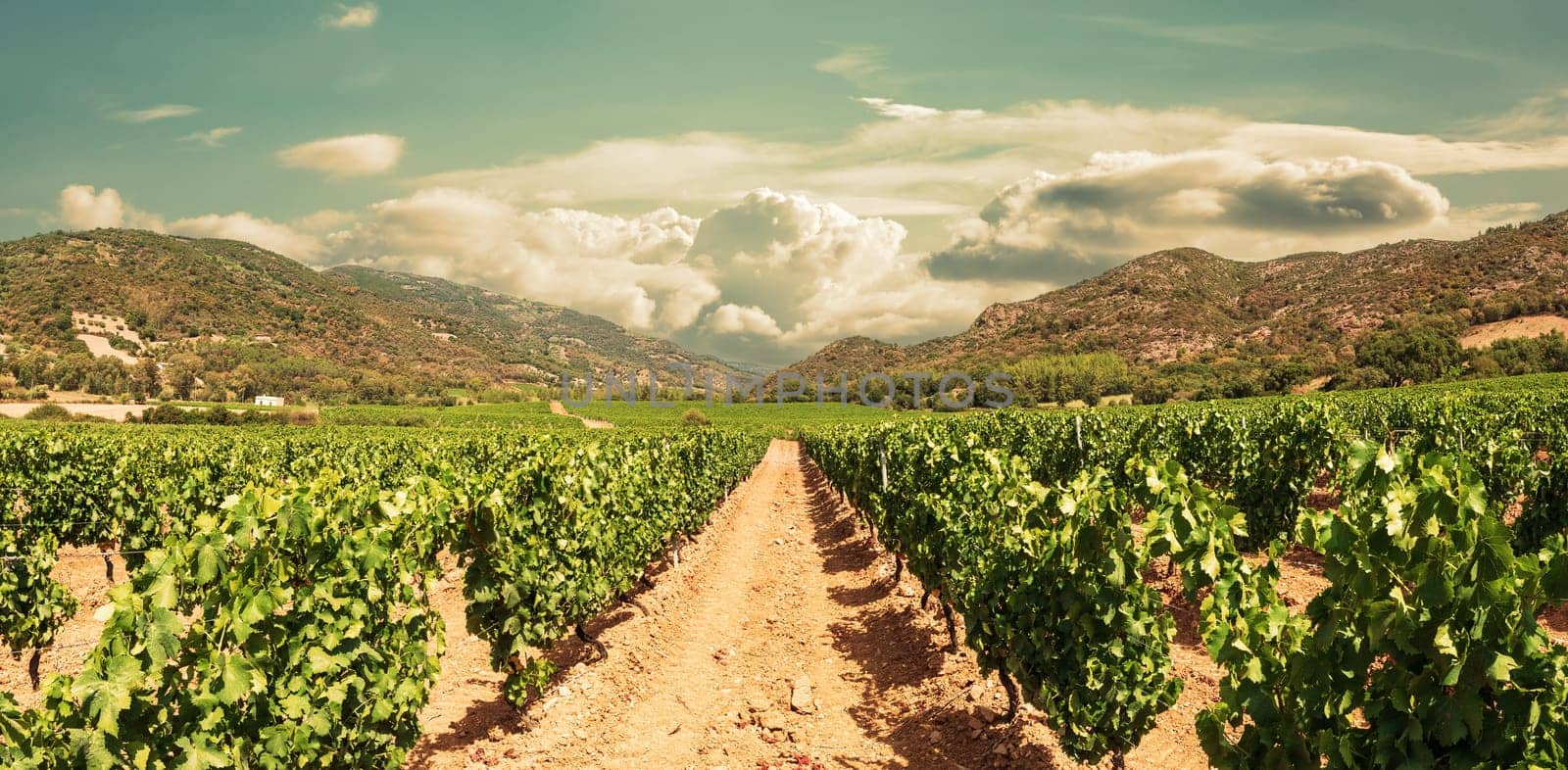 Rows of a beautiful vineyard in a plain between the mountains, under a spectacular sky with clouds at sunset. Traditional agriculture.