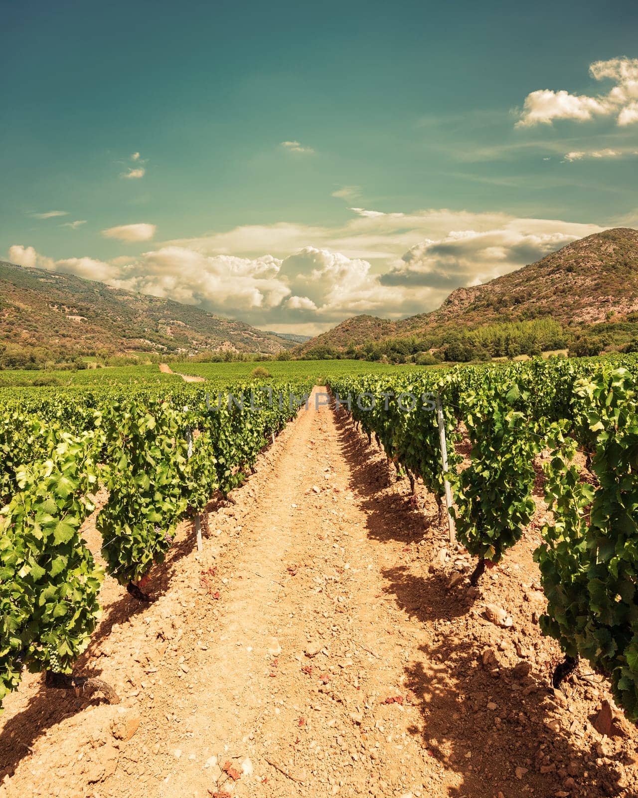 Rows of a beautiful vineyard in a plain between the mountains, under a spectacular sky with clouds at sunset. Traditional agriculture.
