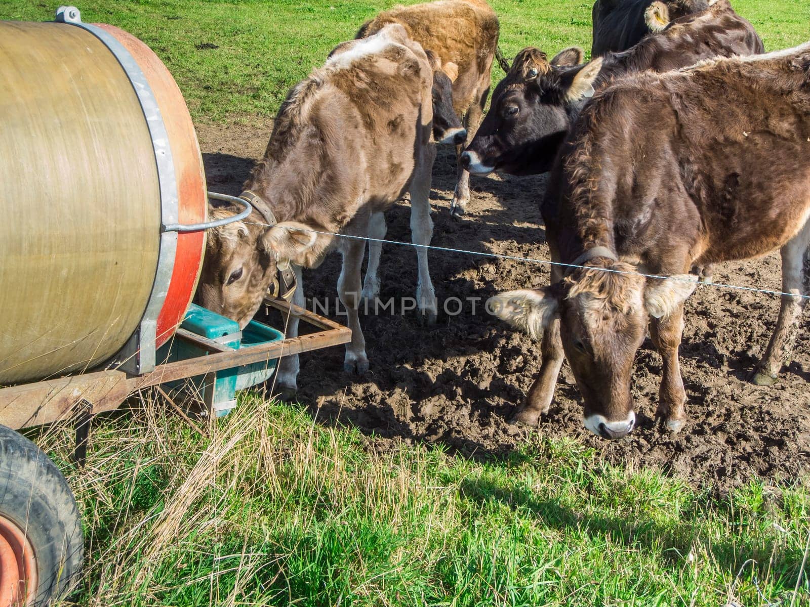Medium shot of a small group of brown dairy cows outside at the water tank.