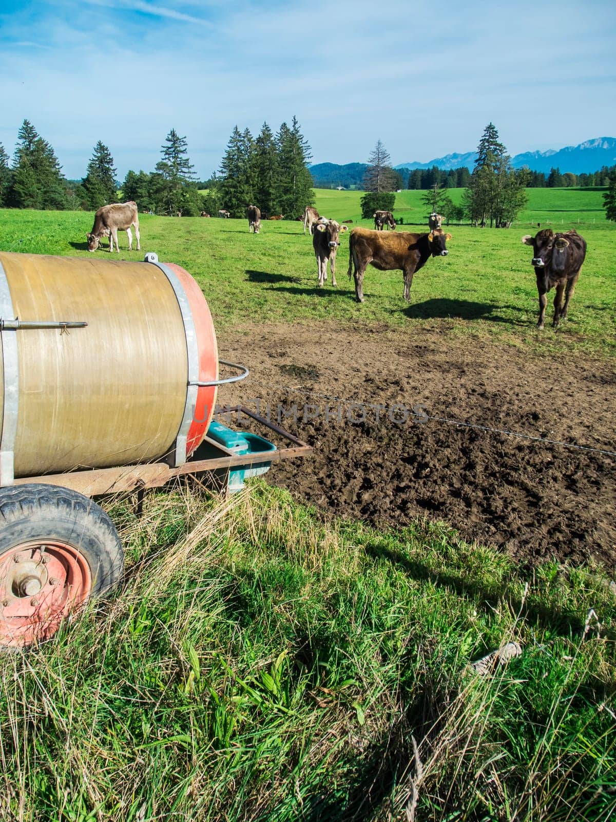 Total view of a scattered group of brown dairy cows in a pasture with water tank in the foreground in Bavaria.