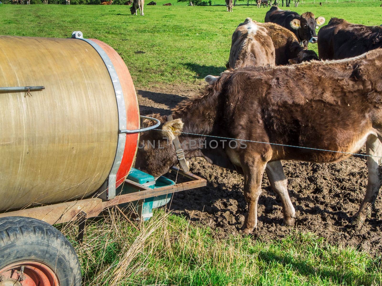 Medium shot of a small group of brown dairy cows outside at the water tank.