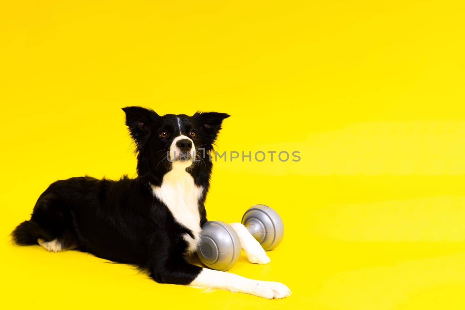 A border collie dog with dumbbell in front of a yellow background