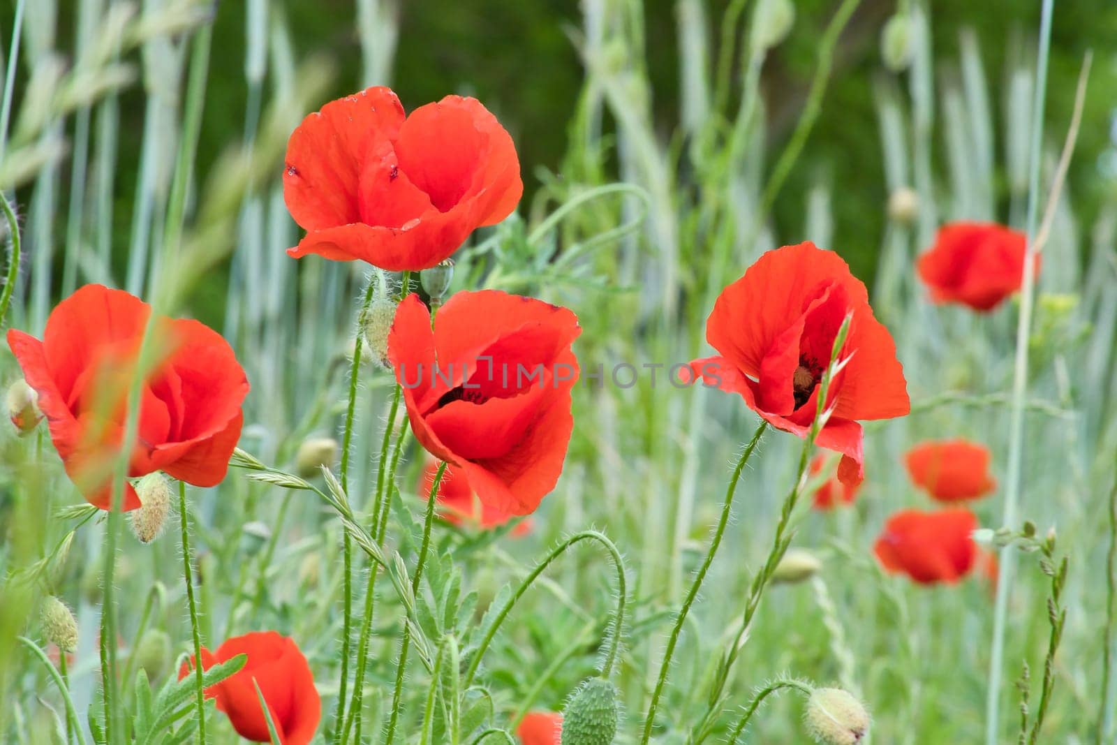 Corn poppy in a cornfield with red petals. Red splashes of color in green surroundings. Wild flower from nature.