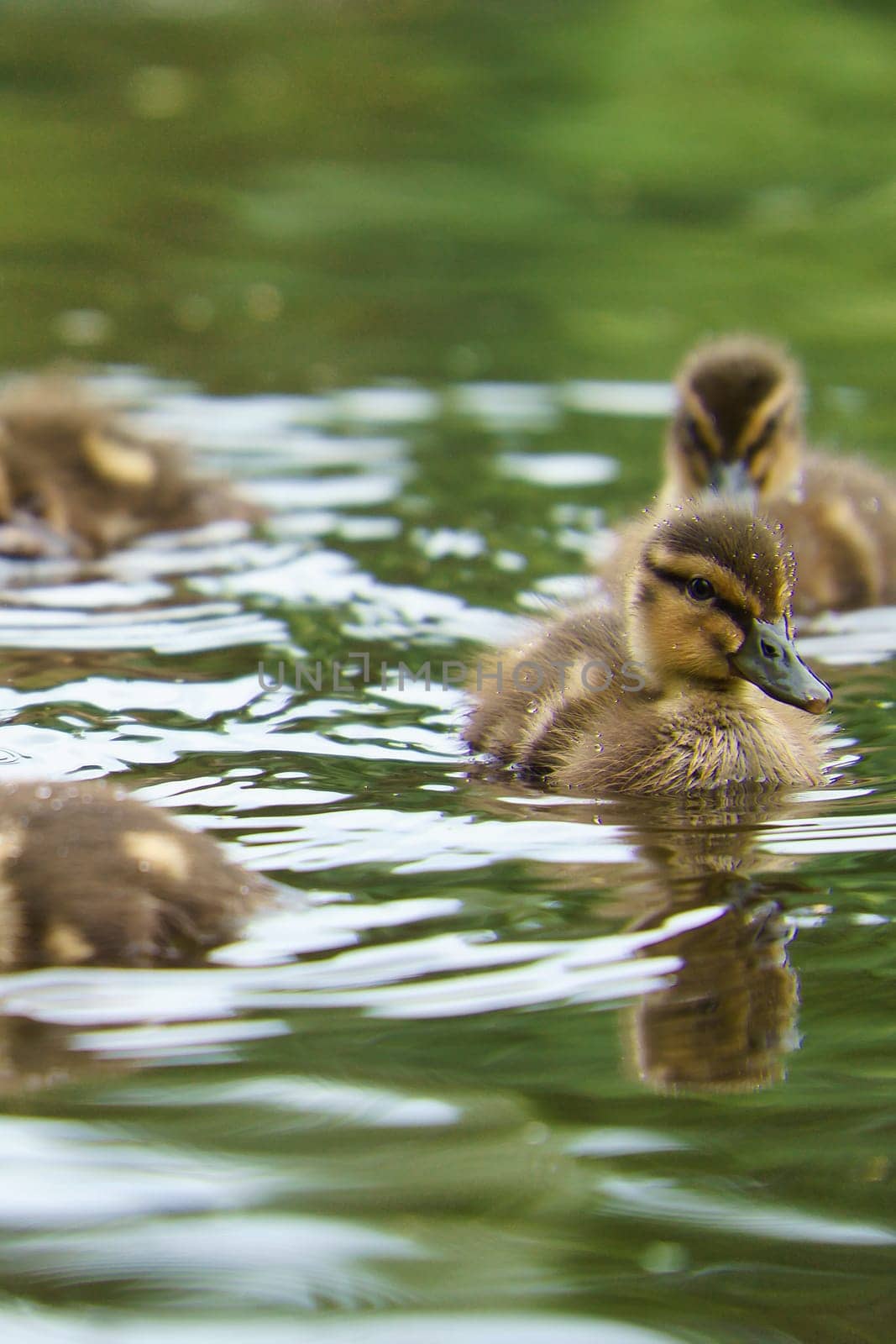 Mallard ducklings swimming in the water. Cute juvenile with fluffy plumage. Bird from nature. Wild animal