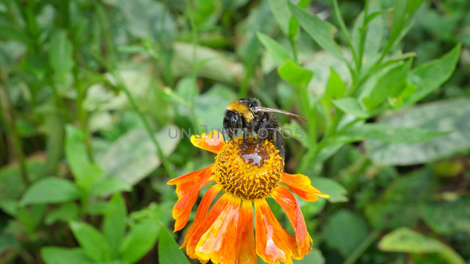 Bumblebee on a flower collecting nectar. Insect on a flower with pollen in nature. Animal photo