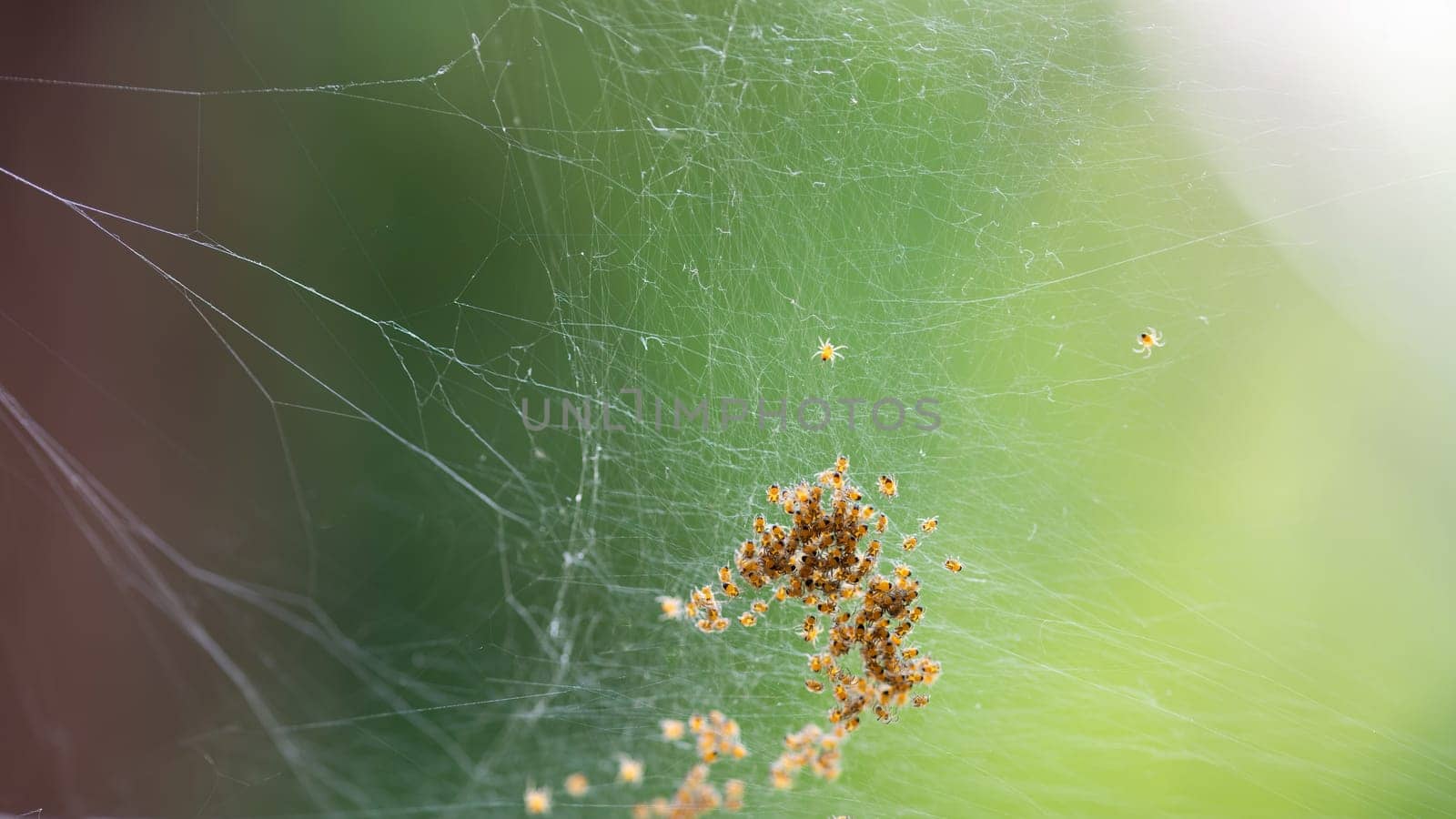 Many newly hatched spider babies in the web against a green background