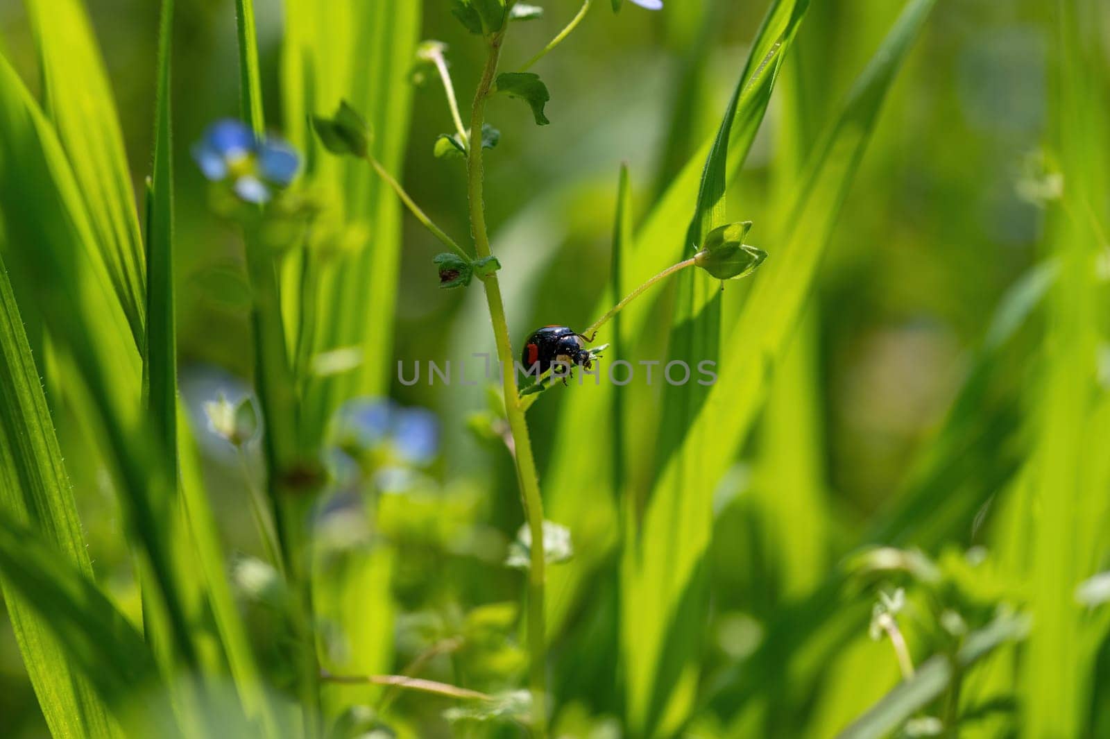 Black - red ladybug ( Coccinellidae ) on a plant in green nature