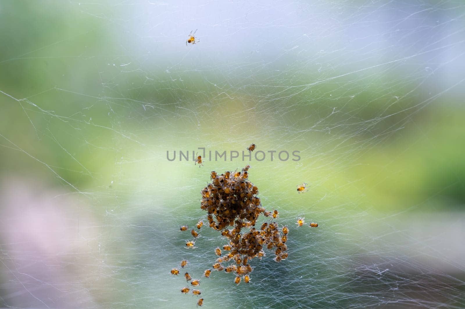 Many newly hatched spider babies in the web against a green background