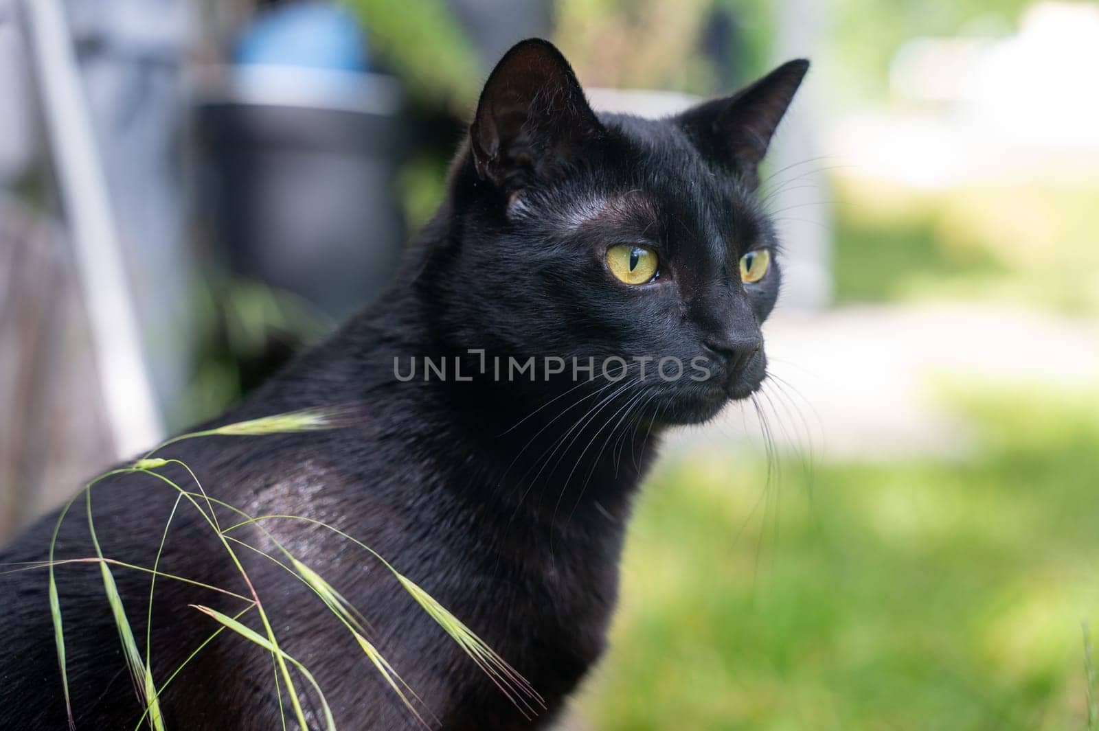 Head of a black cat with grass
