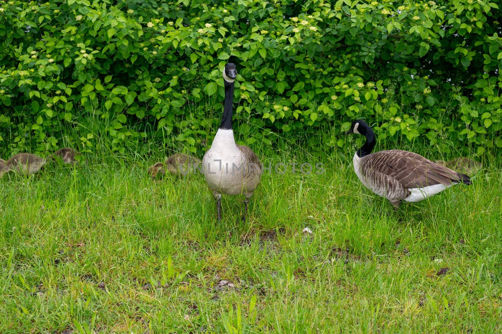 Family of Canada geese ( Branta canadensis ) with goslings in green grass in the nature