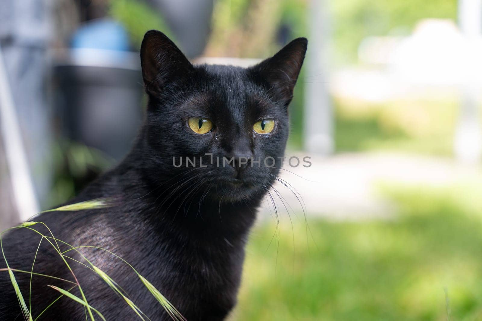 Head of a black cat with grass