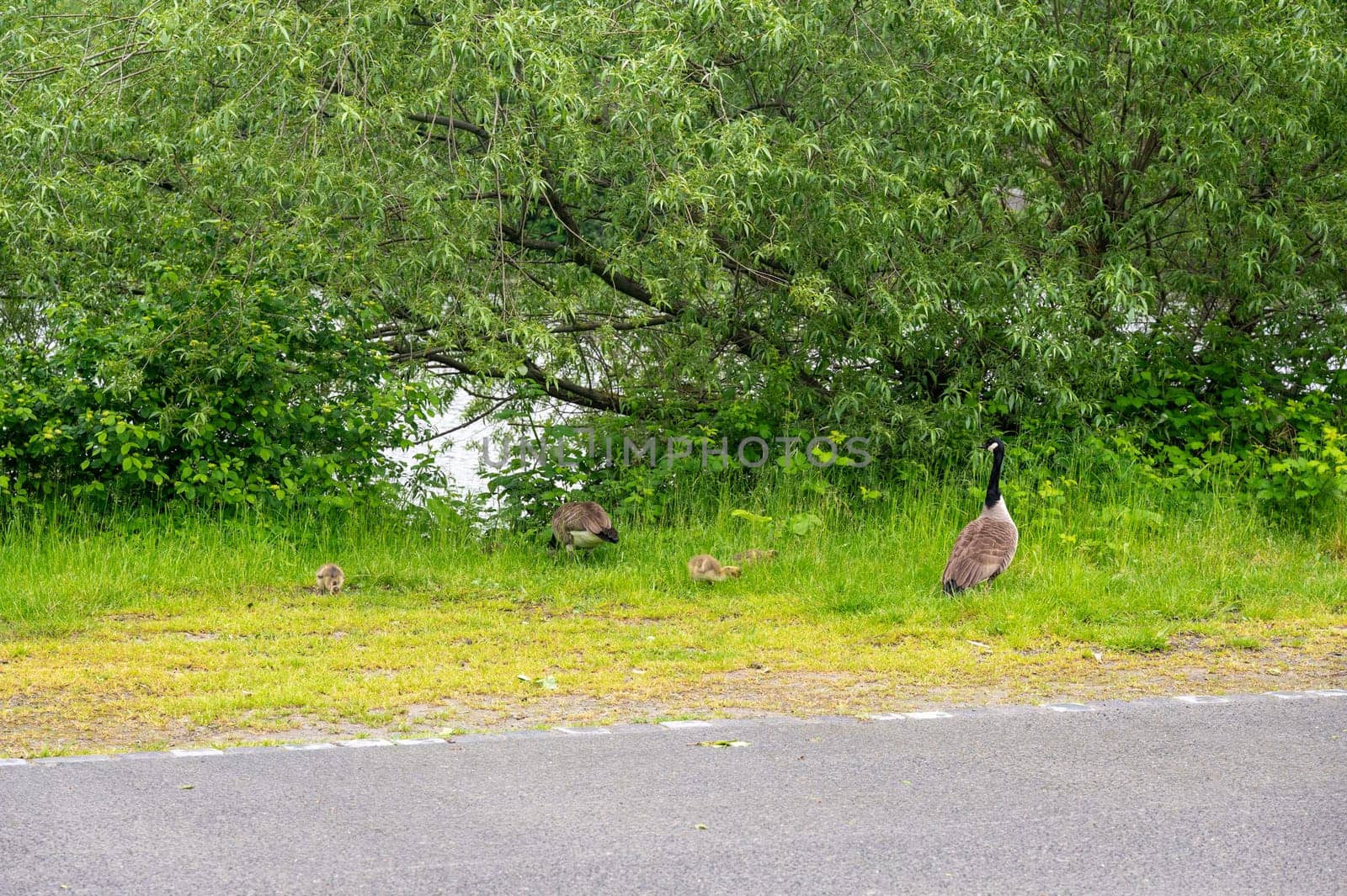 Family of Canada geese ( Branta canadensis ) with goslings in green grass in the nature