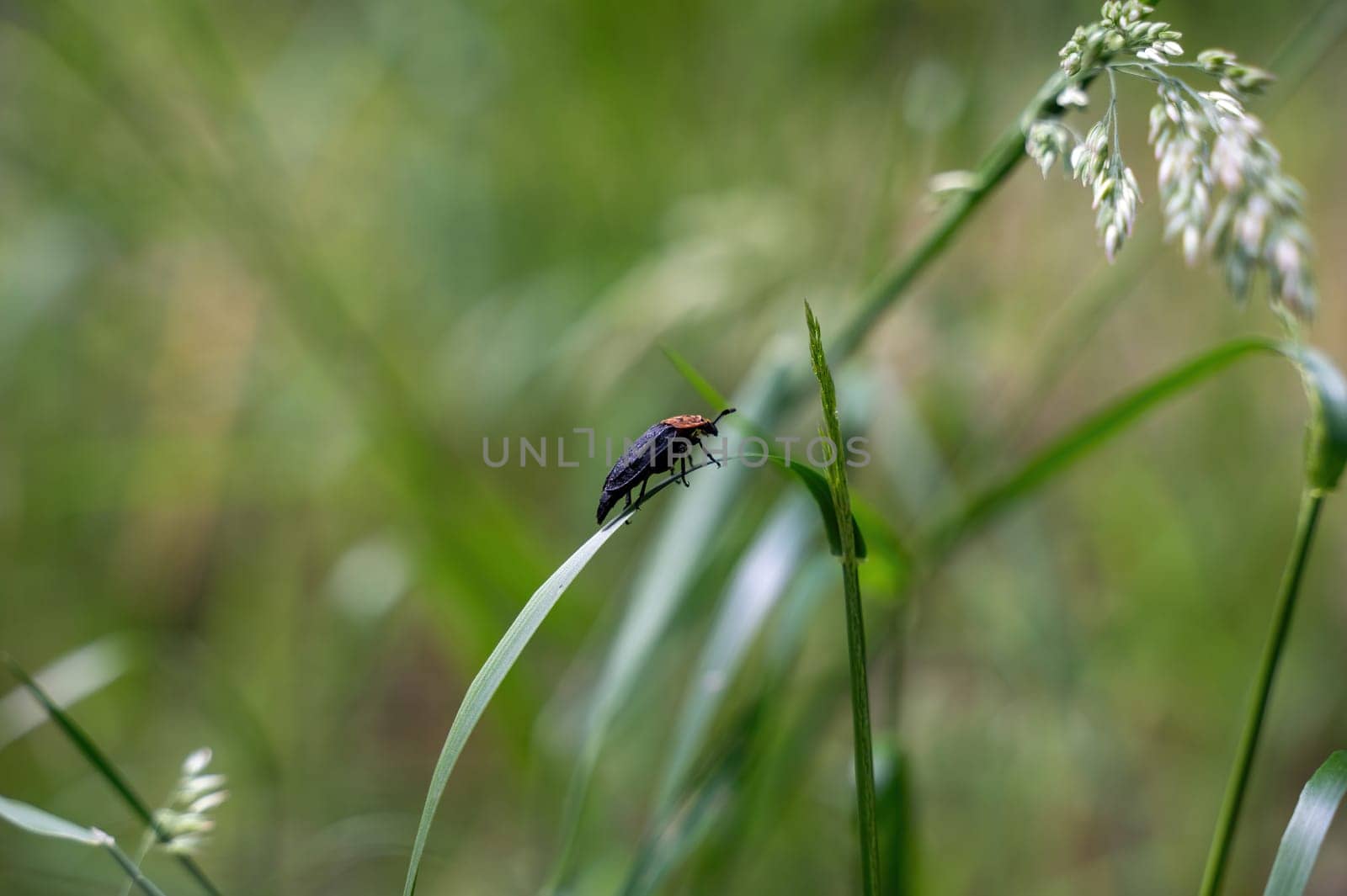 Red-necked Silphium beetle ( Oiceoptoma thoracicum ) on a blade of grass in green nature