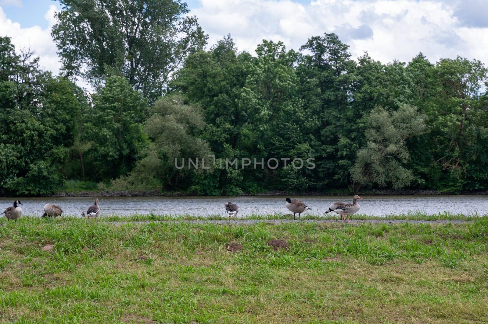 Many Canada geese ( Branta canadensis ) on a green meadow near the river bank
