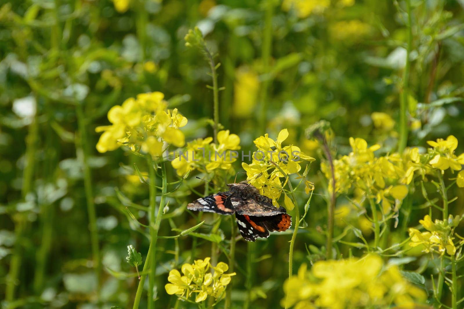 An Admiral butterfly ( Vanessa atalanta ) sits among yellow mustard flowers in a field