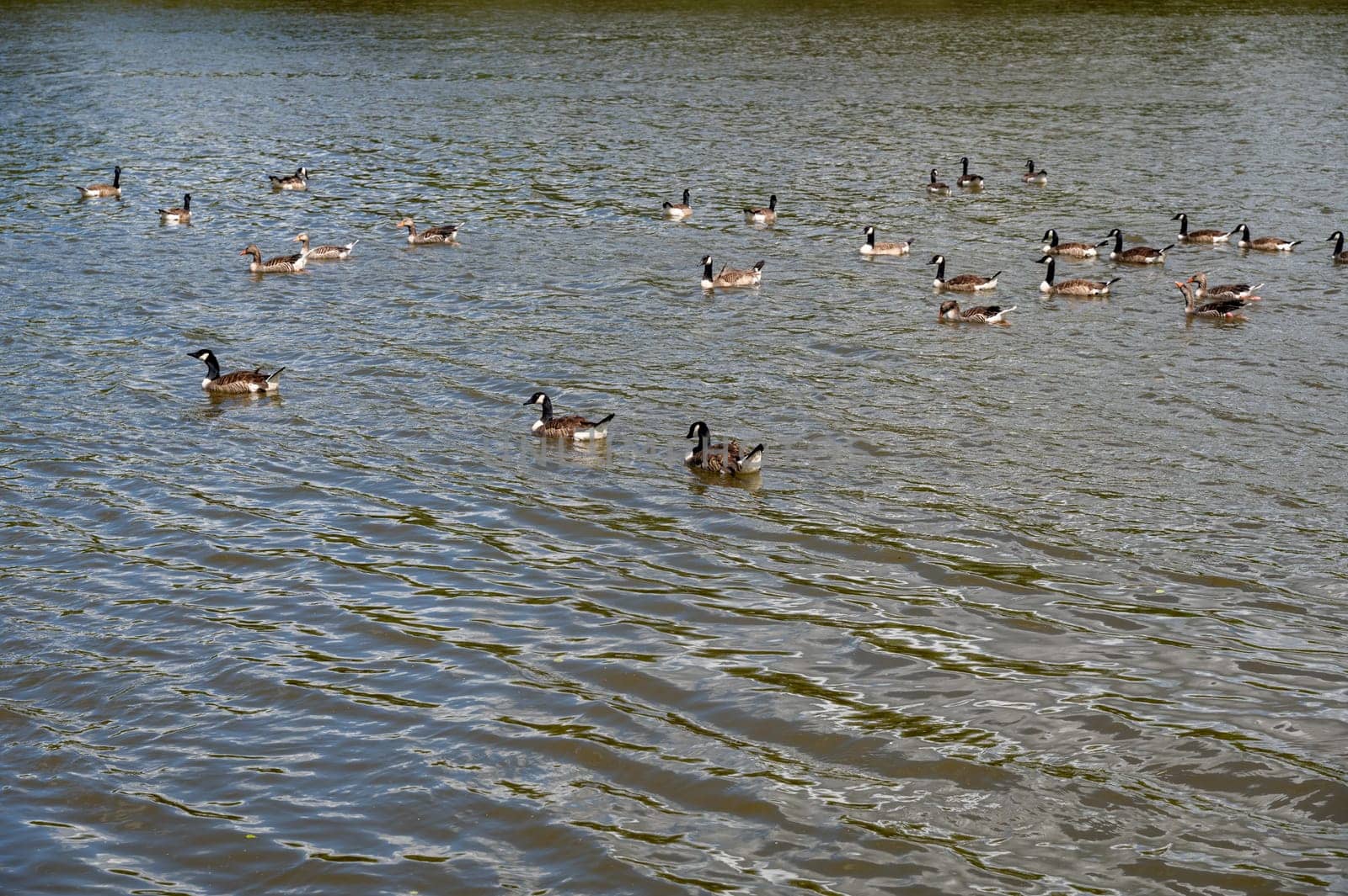 Many Canada geese ( Branta canadensis ) swimming in the water near the river bank