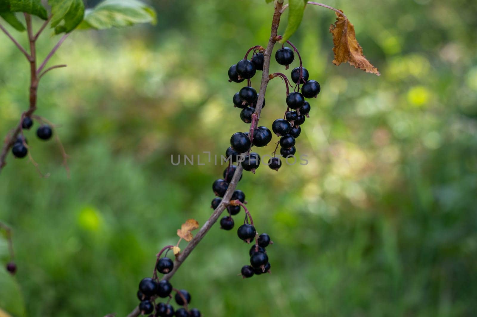 Ripe black currants on a bush in the green garden