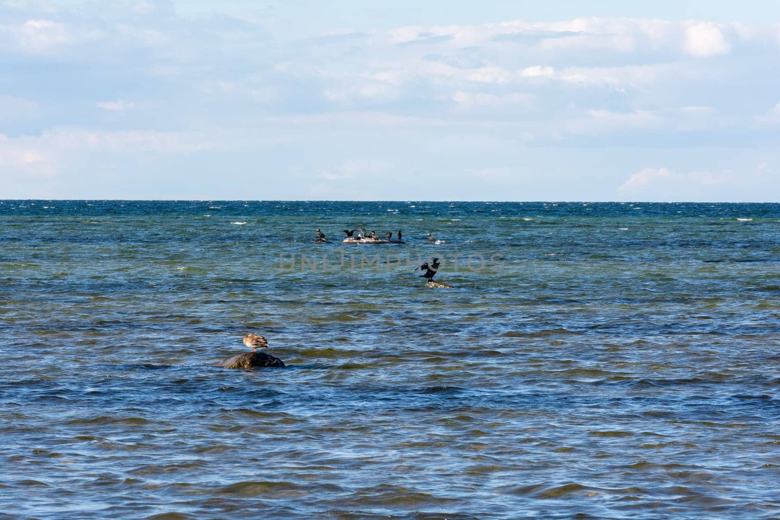 Cormorant birds ( Phalacrocoracidae ) sitting on a large stone on the Baltic Sea coast on the island of Poel near Timmendorf, Germany