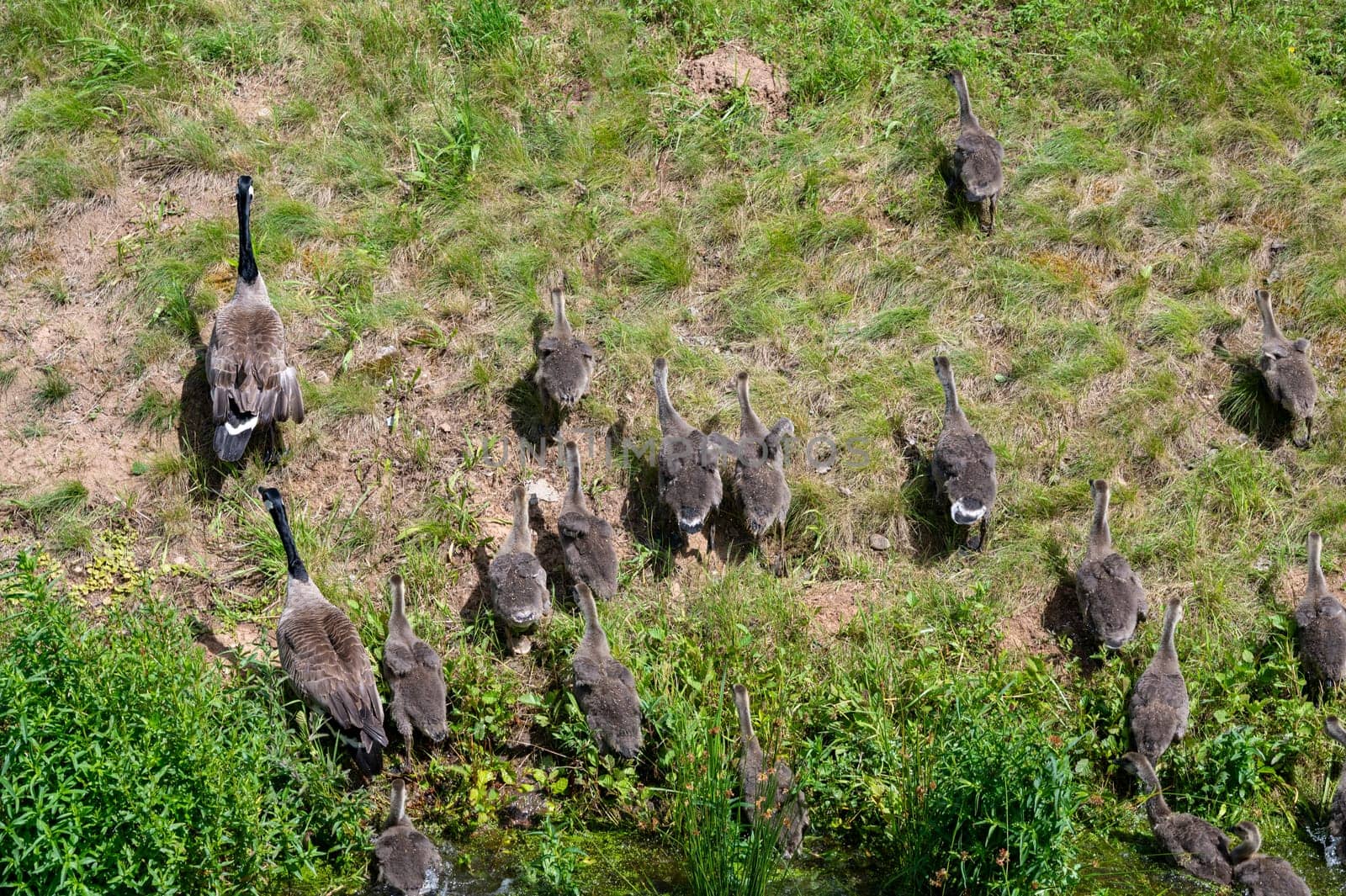 Some Canada geese ( Branta canadensis ) and their chicks run up a slope in a green meadow