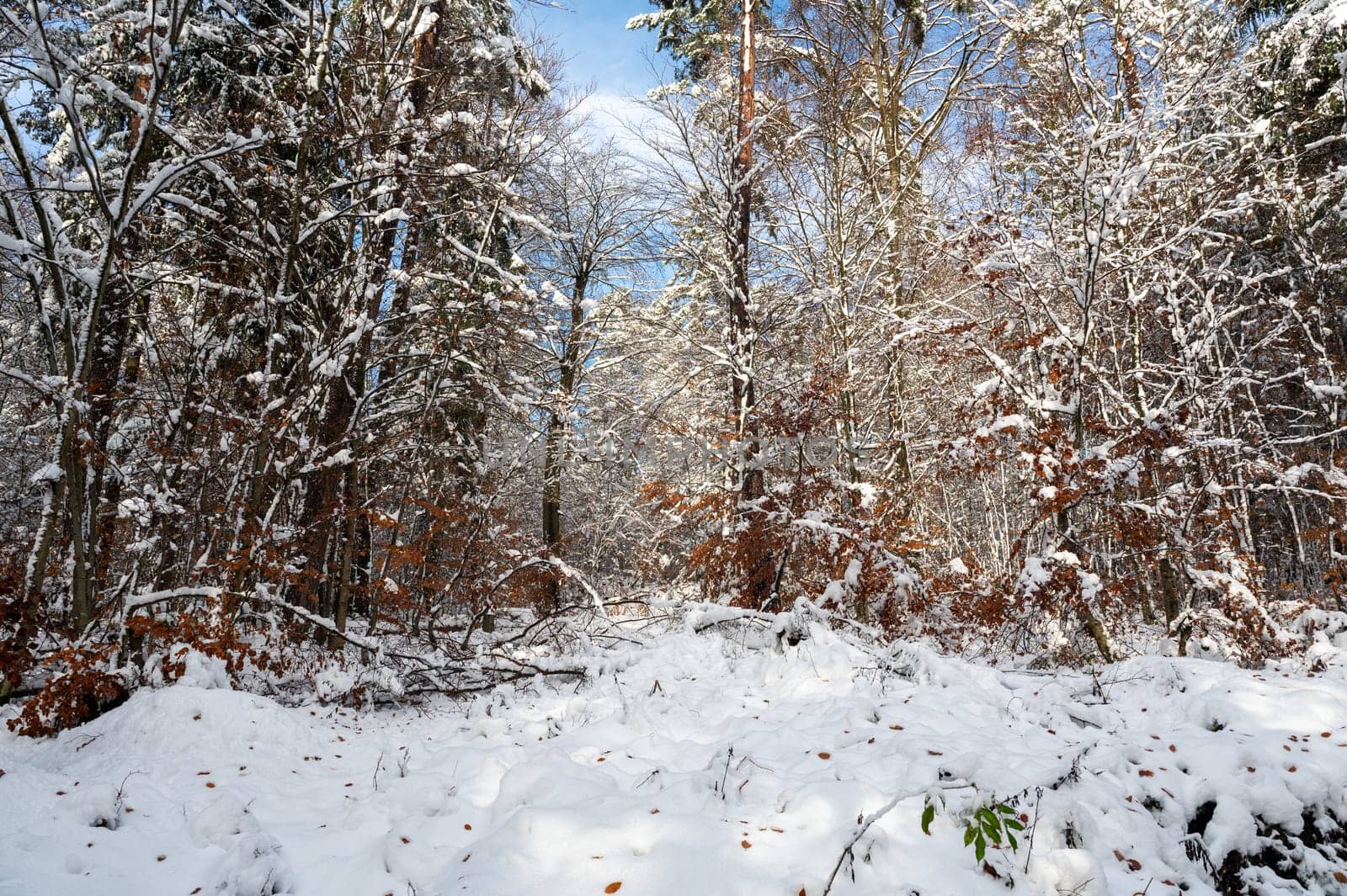 Snow covered trees in a forest with blue sky in winter time