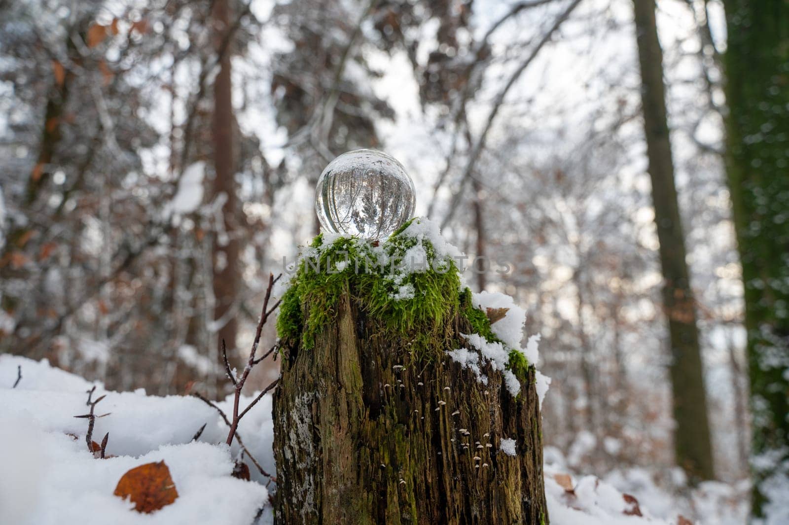 Glass ball on snow-covered rotten tree stump on a cold winter day in the forest, with reflections of trees in the glass