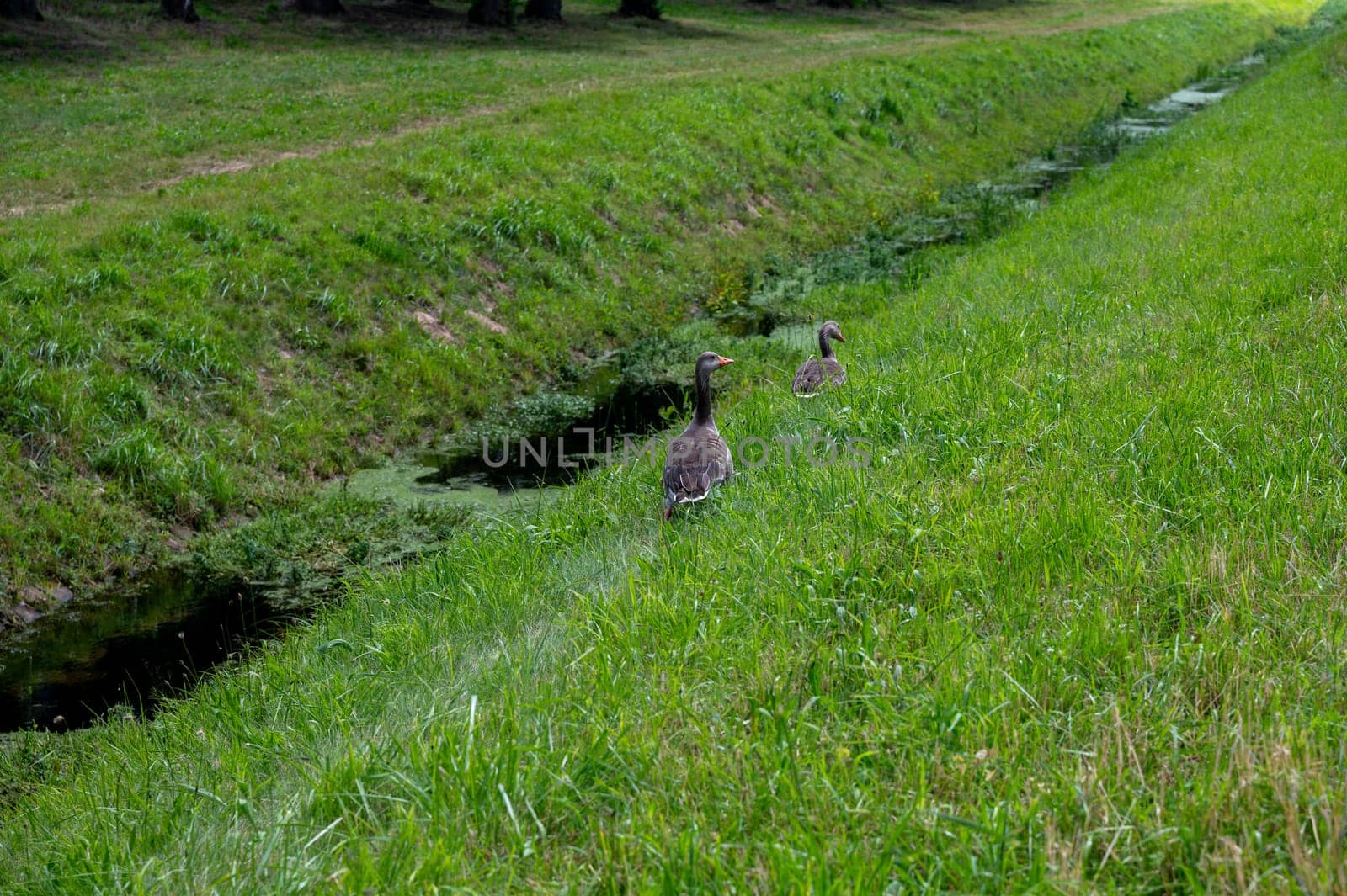 Two geese in green nature, with grass and water