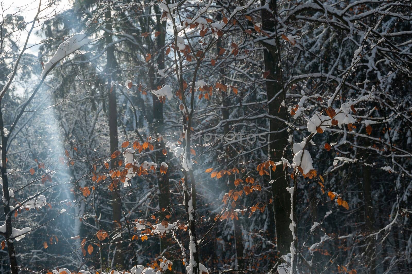 Snow covered branches of a tree in the forest, with autumn leaves
