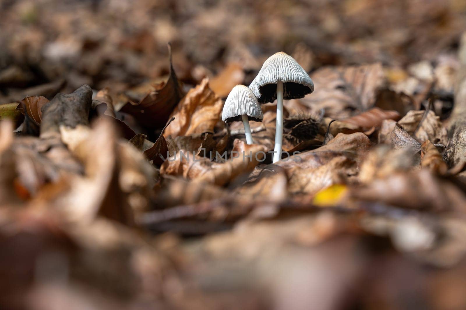 Mushrooms between brown autumn leaves,Mushrooms between brown autumn leaves