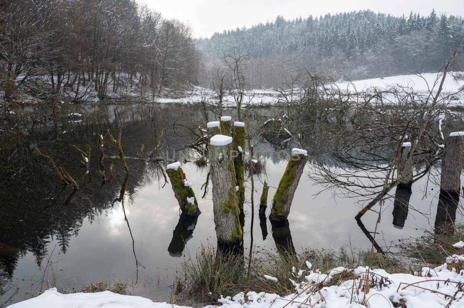 A small lake with some tree trunks in the water, with forest and reflections in the water, with snow in winter