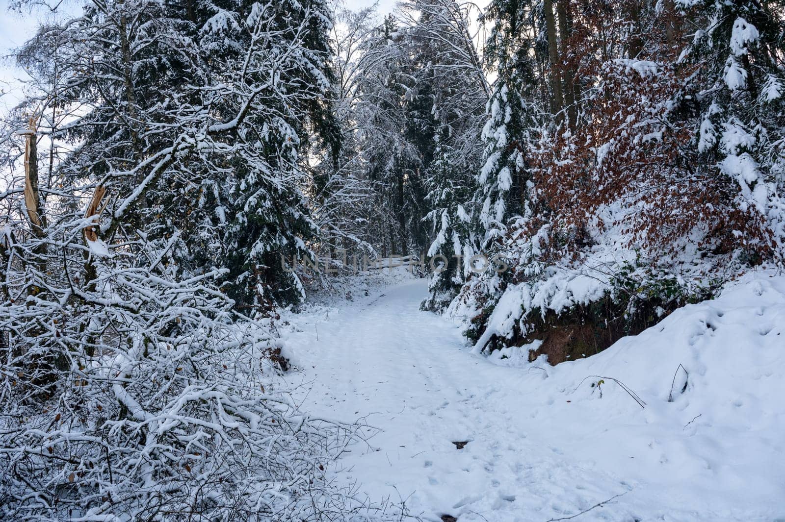 Field path in the forest with lots of snow