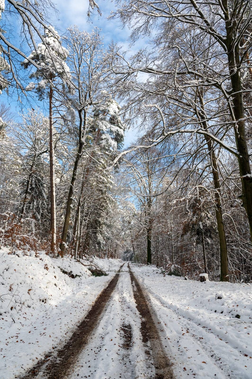 Trees full of snow in a forest with a field path on a sunny winter day in the Spessart, Bavaria, Germany