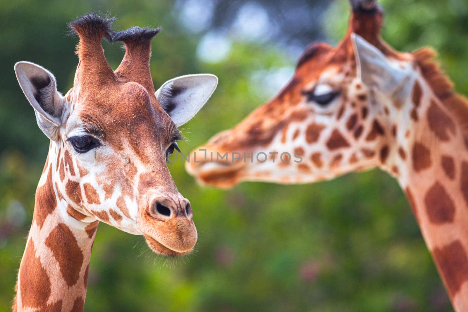 Close-up photography of two giraffe heads in the nature