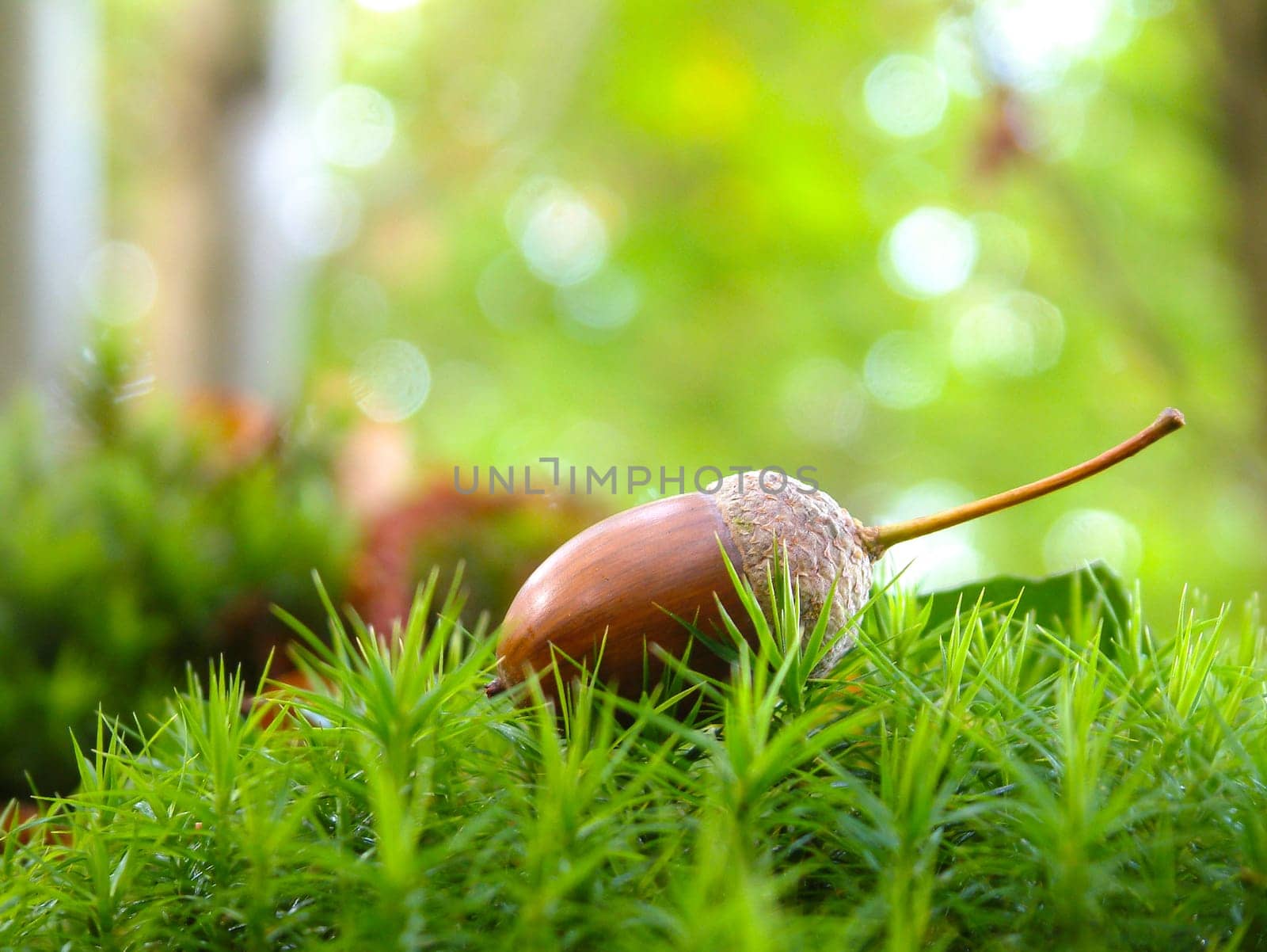 Acorn lying on the green vegetation in the forest