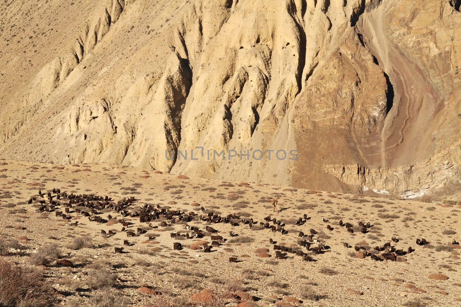 Many black goats and their herder in the dry, desertlike landscape of Mustang, between Muktinath and Kagbeni, Annapurna Circuit Trek, Nepal 2022