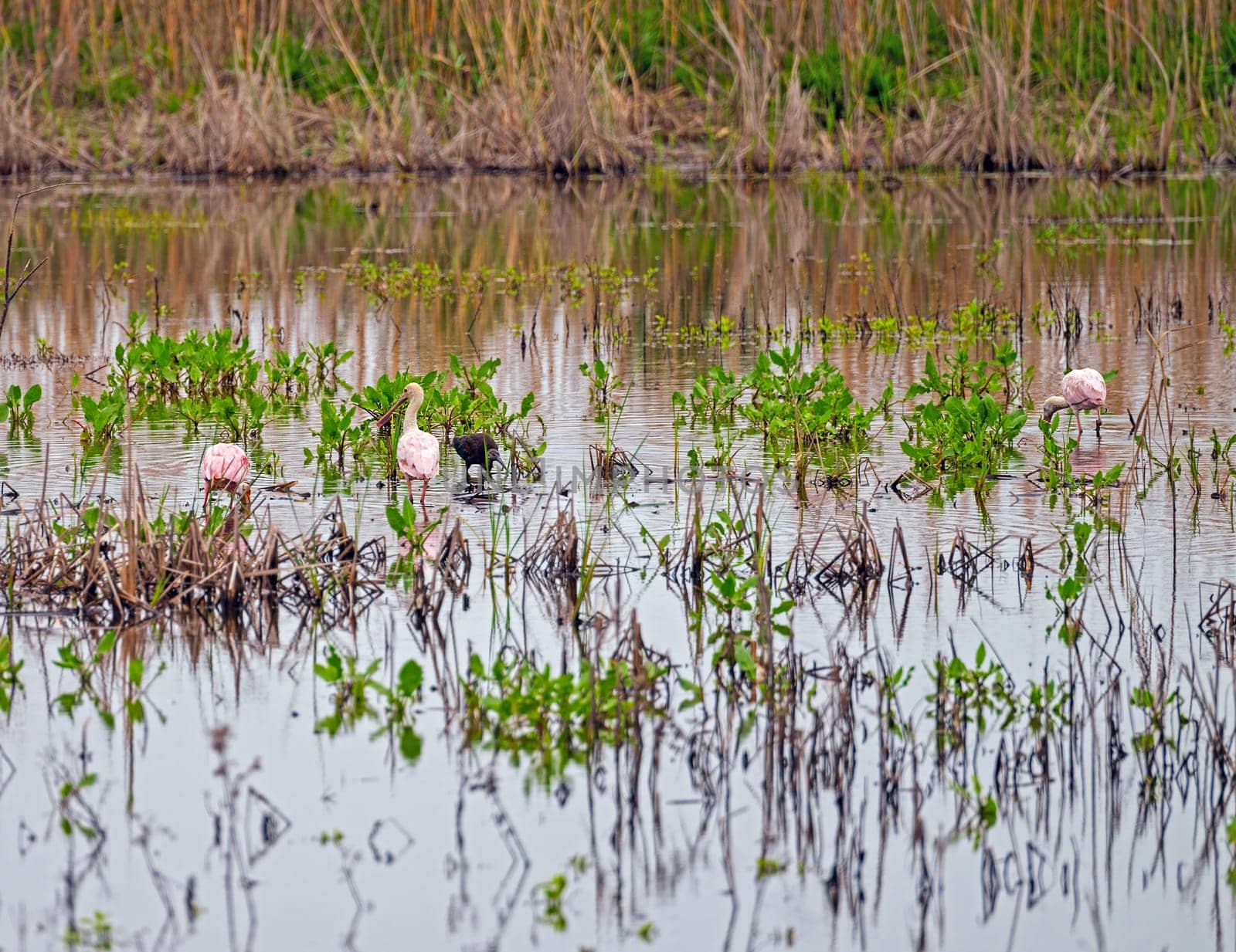 Spoonbills Feeding in a Wildlife Refuge in the Anahuac National Wildlife Refuge in Texas