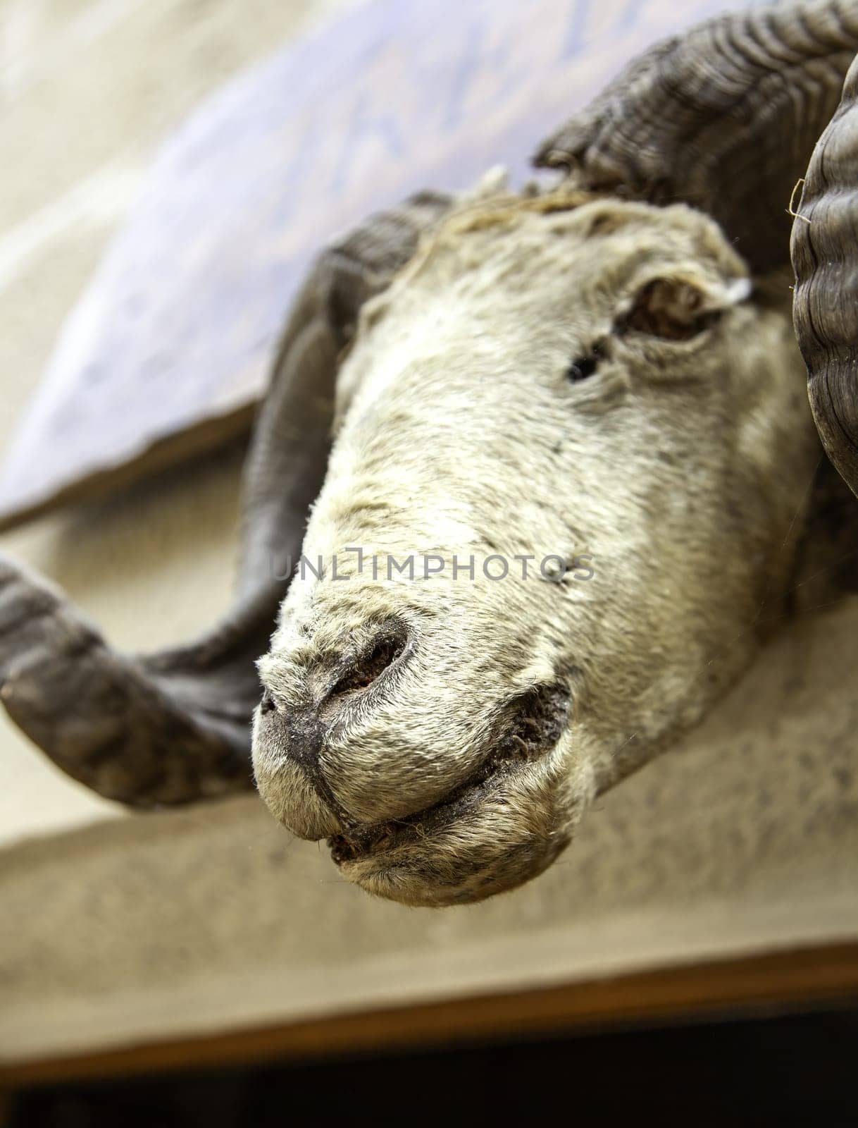 Detail of decoration with a skull of a dead animal, taxidermy