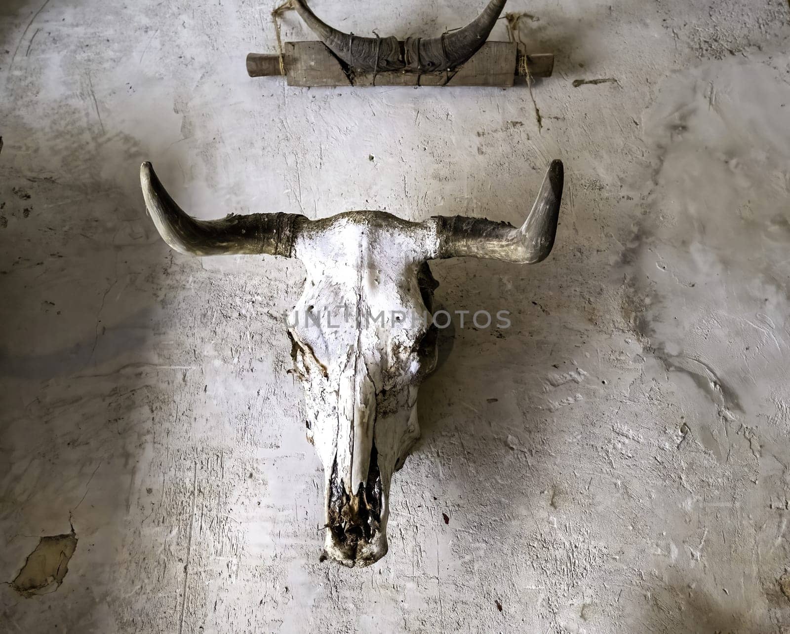 Detail of decoration with a skull of a dead animal, taxidermy