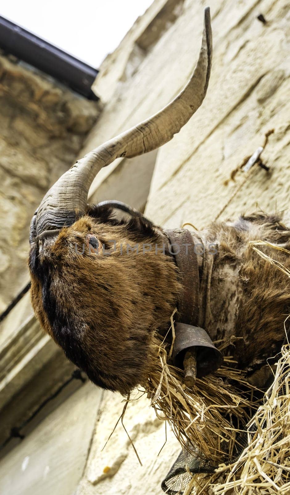 Detail of decoration with a skull of a dead animal, taxidermy