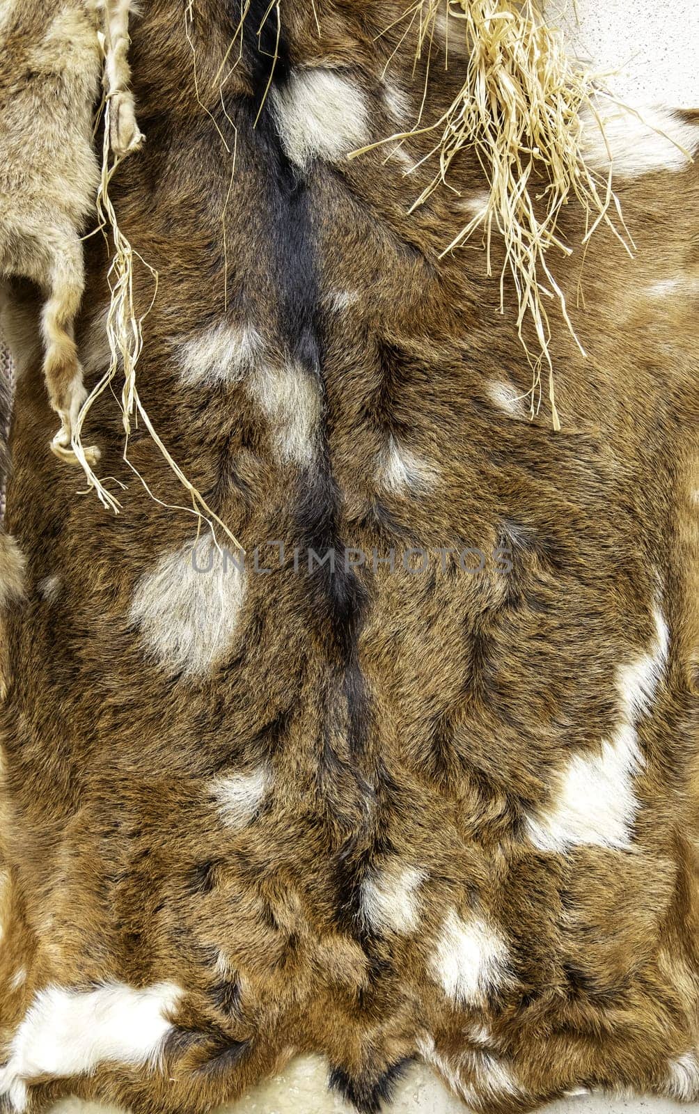 Detail of dead animal skin, decoration and coat