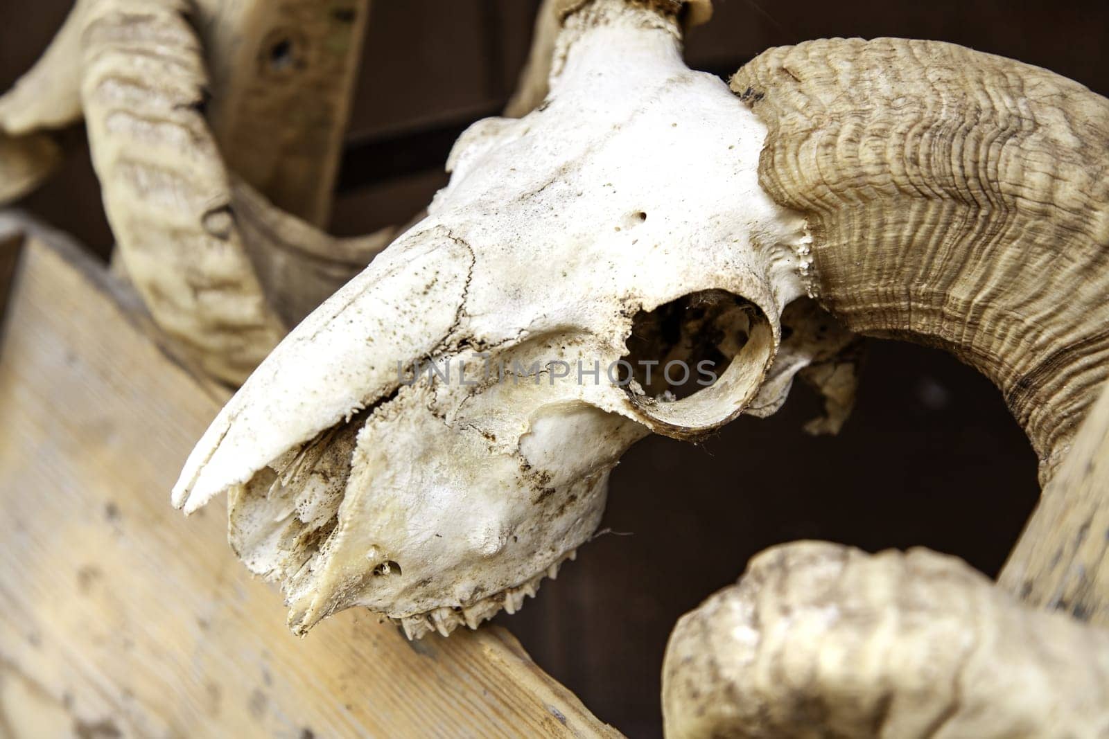 Detail of decoration with a skull of a dead animal, taxidermy