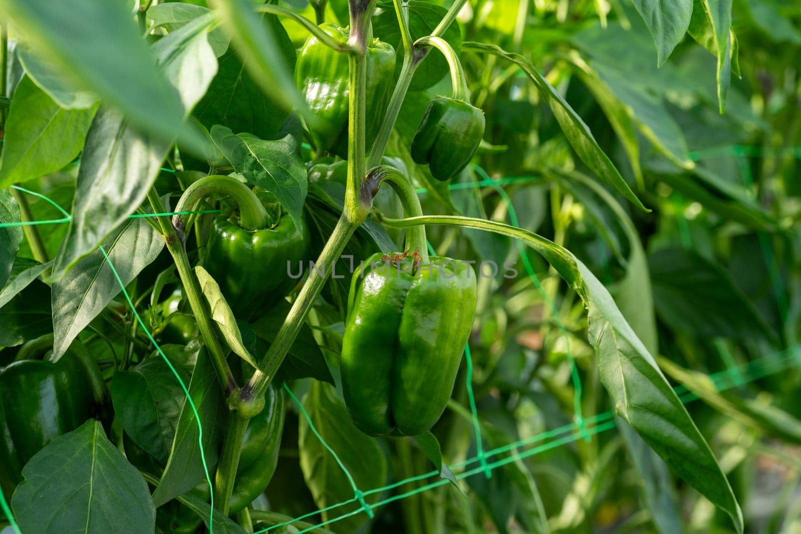 Green peppers grown in a greenhouse