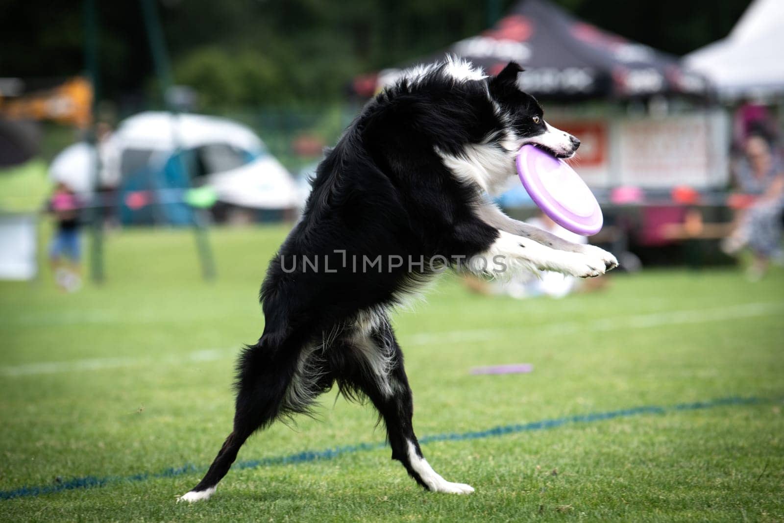 A dog is jumping to keep a freesbee. The sport is named : disc dog